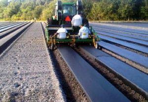 Mulch Film
