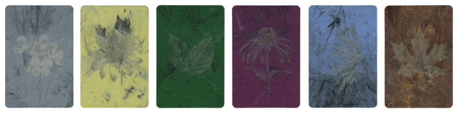 Rooted color masterbatch collection