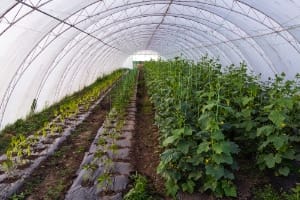 Bio-Sourced masterbatch application in greenhouse