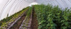 Masterbatch for Agricultural Applications